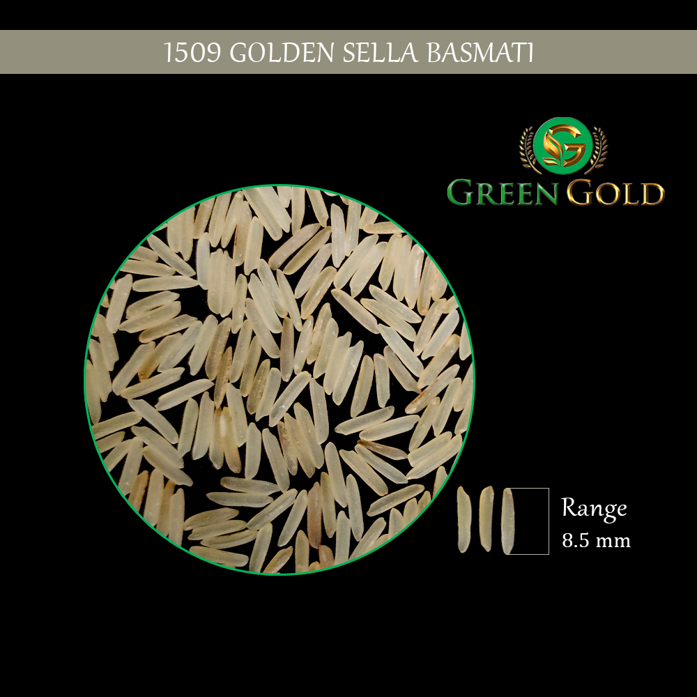 1509 Golden Sella Basmat